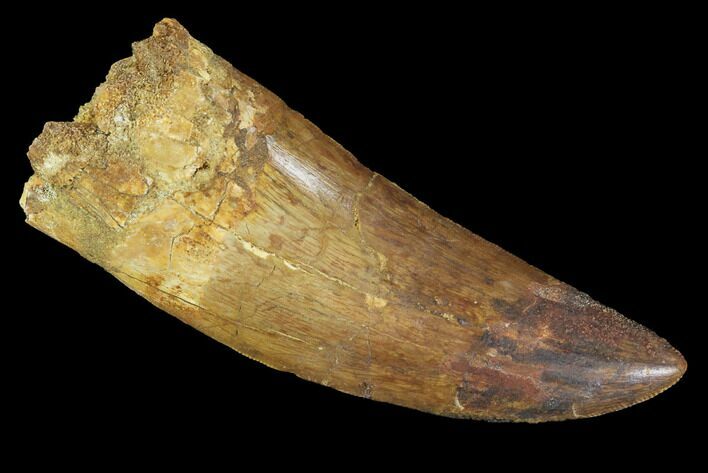 Large, Carcharodontosaurus Tooth - Composite Tip #89015